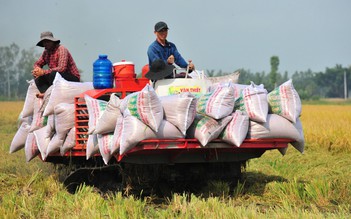 Giá gạo Việt lại đứng đầu thế giới