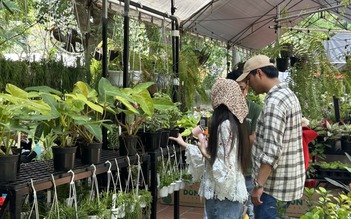 Những cây kiểng thu hút nhiều người