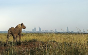 Sư tử xông vào trang trại cướp đi bé gái 14 tuổi ở Kenya