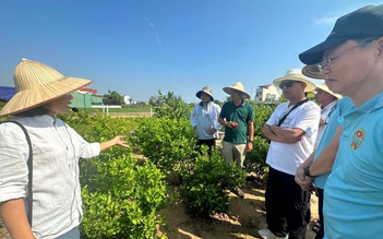 Nhân rộng mô hình rau sạch, quất cảnh Hội An ở Đà Nẵng