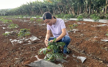 Vườn ươm mang hy vọng mới cho loại nông sản xuất khẩu hàng đầu của Việt Nam