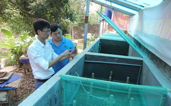 Thầy giáo Tuyên Quang làm giàu từ cà cuống