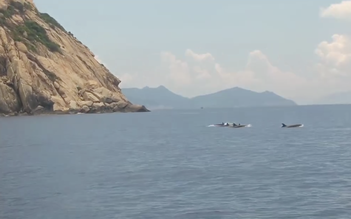 Đàn cá heo trăm con bất ngờ xuất hiện tại vịnh Nha Trang