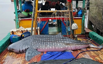 Thực hư thông tin ngư dân Thái Bình thả lưới bắt được cá nhám voi quý hiếm