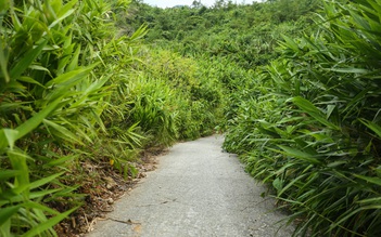 Đi lạc vào rừng vì chạy xe máy theo ứng dụng chỉ đường trên điện thoại