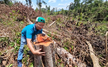 Khởi tố vụ phá rừng cách trụ sở UBND huyện 2 km