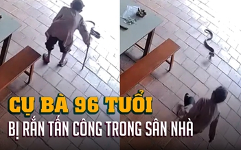 Rắn hổ mang tấn công trong sân nhà, cụ bà 96 tuổi hoảng hốt té ngã