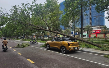 Bão số 1: Cây bật gốc, đè người giữa phố Quy Nhơn