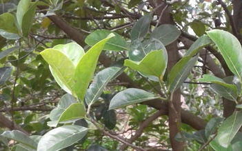Chọn cuộc sống bình yên, hòa mình vào thiên nhiên