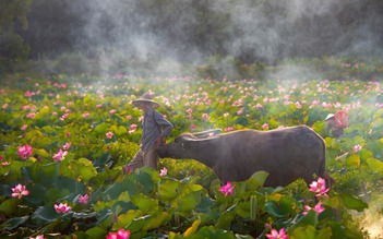 Chiêm ngưỡng cảnh đẹp đầy mê hoặc của đầm sen Trà Lý