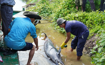 Cà Mau: Cá heo bị chĩa sắt đâm trên sông Gành Hào đã chết