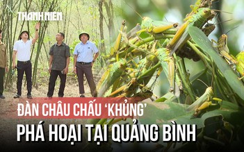 Châu chấu dày đặc bất thường, cắn phá cây luồng lấy măng ở Quảng Bình