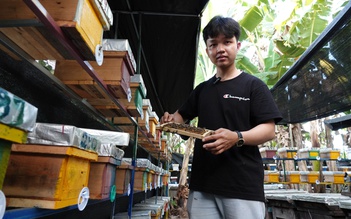 Nuôi ong chúa bán giống, nam sinh có thu nhập tự lo chi phí học hành