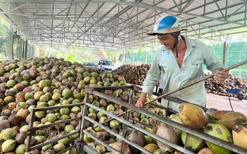 Vì sao xứ dừa nhập dừa, giá càng tăng càng lỗ?