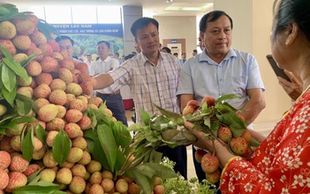 Vải thiều được mùa, rộng đường xuất khẩu