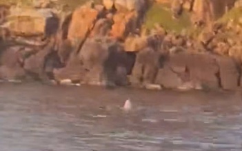 Cá voi săn mồi tại vùng biển Mũi Điện khiến người dân thích thú