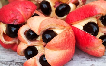 Những thực phẩm nguy hiểm nhất thế giới, có thứ quen thuộc với người Việt