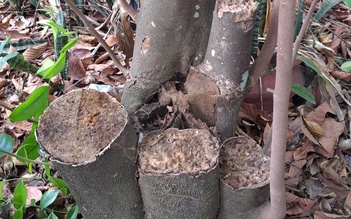 Khát vọng trầm hương của 'nhà sư Thị Kính': Để gỗ của các vị thần lên hương