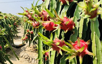 Thanh long, ớt, đậu bắp tắc đường đi châu Âu gần nửa tháng