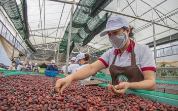Giá cà phê tăng sốc đồng loạt
