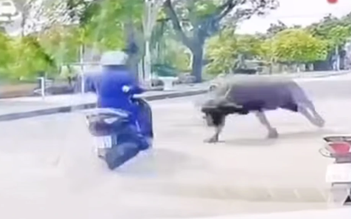 Trâu 'điên' húc người phụ nữ đi đường gãy xương sườn