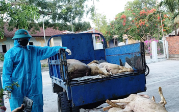 Một phường ở TP.Đà Nẵng bùng phát dịch tả lợn châu Phi