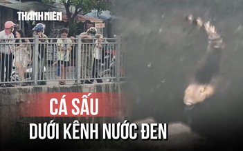 Cá sấu 'ung dung' phơi nắng dưới Kênh Nước Đen