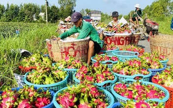 Xuất khẩu đi châu Âu vẫn tắc vì thủ tục