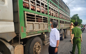 Gia Lai: Tạm giữ xe tải chở 54 con lợn nghi nhiễm dịch tả lợn châu Phi