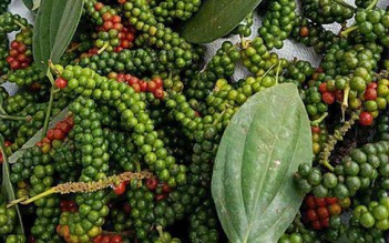 Hồ tiêu Việt Nam sẽ quay trở lại đỉnh cao vào cuối năm nhờ thị trường Mỹ?