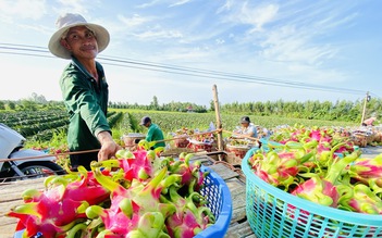 Sau chỉ đạo của Thủ tướng: 5 tấn thanh long được cấp phép tạm thời đi châu Âu