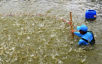 Ngành tôm Cà Mau: Trụ cột tăng trưởng GRDP và ‘tham vọng trung tâm quốc gia’