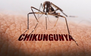 Bệnh Chikungunya bùng phát trên thế giới, TP.HCM giám sát phát hiện ra sao?