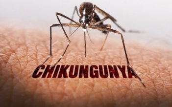 Người về từ nơi có dịch bệnh chikungunya theo dõi sức khỏe trong 12 ngày
