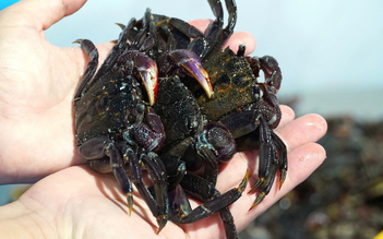 Bất ngờ cua, ba khía xuất khẩu cao kỷ lục