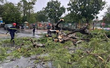 Cà Mau: Cây xanh bật gốc giữa mưa lớn, đè trúng vợ chồng đi xe máy