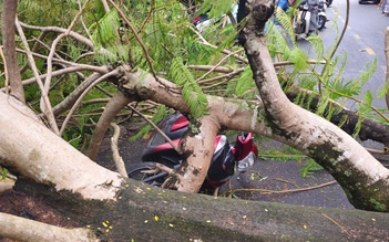 Quảng Trị: Cây phượng bật gốc đè 2 xe máy