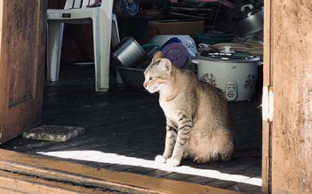 Bệnh dại lây từ mèo