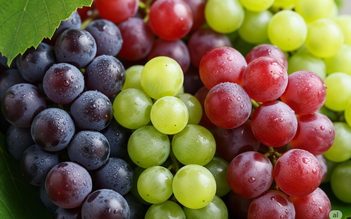 Sự khác biệt giữa nho tím, nho đỏ và nho xanh