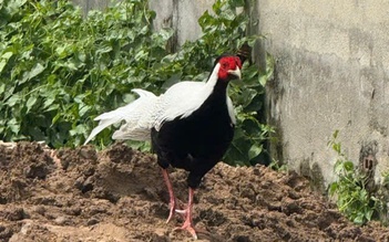 Giao nộp gà lôi trắng cho Chi cục Kiểm lâm TP.HCM