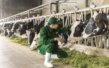 Có nên phát triển đàn bò sữa trong nước?