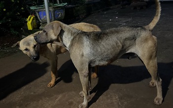 TP.HCM: 2 nạn nhân tử vong do bị chó cắn