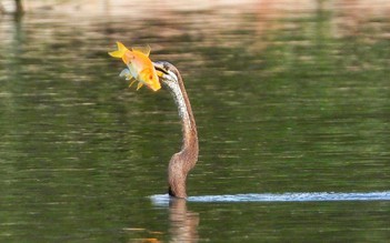 Chim quý hiếm trong Sách đỏ xuất hiện ở Phú Mỹ Hưng, người dân TP.HCM thích thú 'săn' ảnh