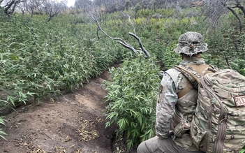 Phát hiện vườn cần sa giữa công viên quốc gia ở California