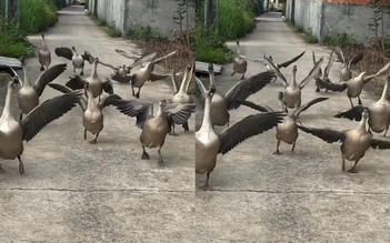 Đàn ngỗng thông minh ở Đồng Nai gây sốt mạng, nghe hiệu lệnh răm rắp
