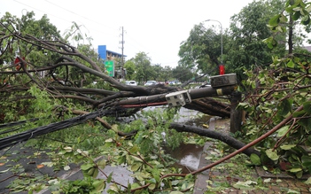 Hàng chục ngàn cây xanh gãy đổ, Nghệ An thiếu kinh phí tỉa cành