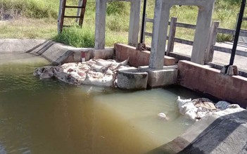 Vì sao dịch tả heo châu Phi 'quá nhanh, quá nguy hiểm'?