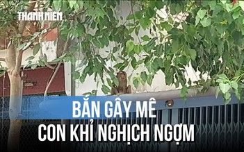 Khỉ đuôi lợn 'đột nhập' nhà dân trộm thức ăn, nghịch ngợm leo mái nhà