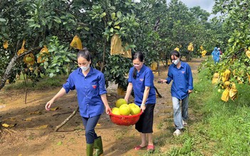 Hỗ trợ người dân thu hoạch bưởi Phúc Trạch bị ngập úng do mưa bão số 6