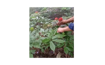 'Cởi trói' cho sâm Việt: Sâm Việt lại nằm ngoài dược điển Việt